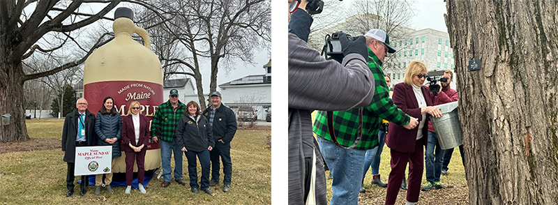 Tapping the Blaine House maple tree
