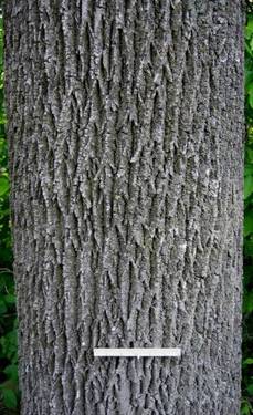 image of white ash bark
