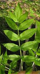 image of black ash leaf