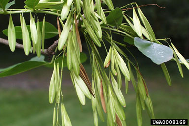 image of ash tree fruit (photo by Paul Wray, Iowa State University)