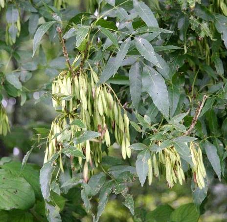 image of ash tree fruit (photo by Robert Vidéki