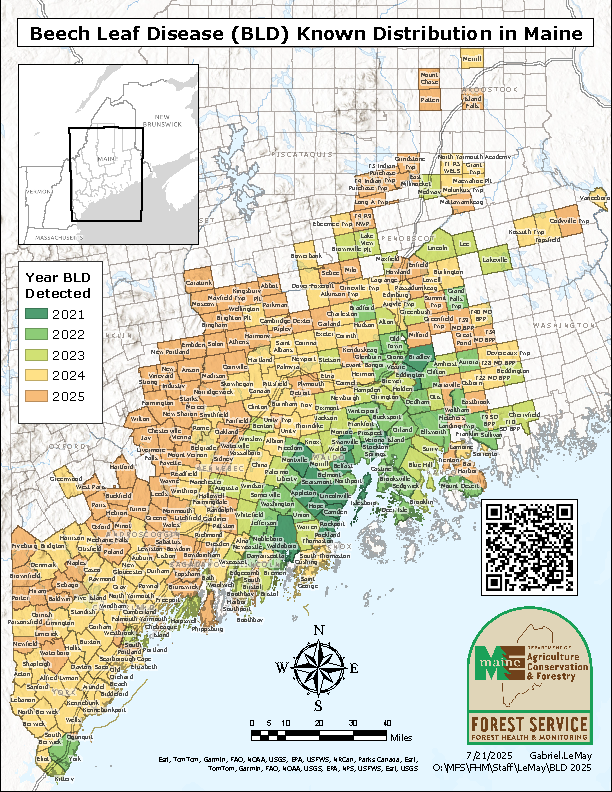Beech Leaf Disease (BLD) Known Distribution in Maine: December 2023