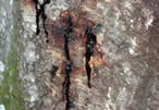 Oozing canker of Phytopthora ramorum infected oak. USFS photo