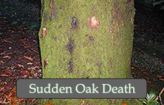 Bleeding cankers on Quercus. Department of Environment Food and Rural Affairs (DEFRA), United Kingdom