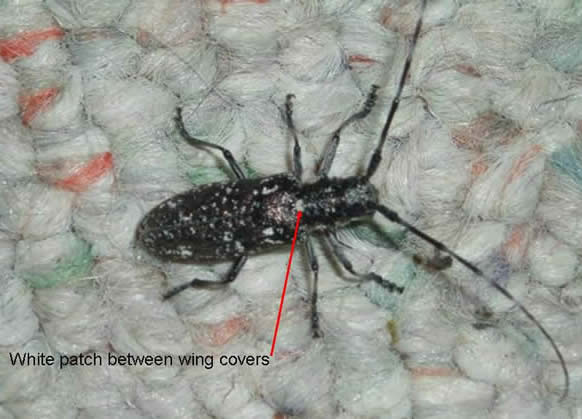 Whitespotted Sawyer Adult. Photo: Angela Wheeler