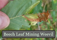 Beech leaf mining weevil larval damage Photo: NRCan
