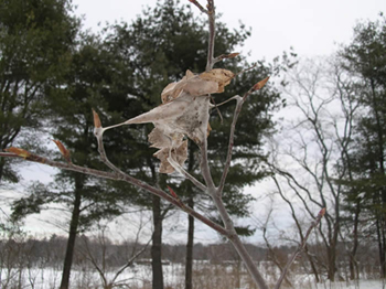 Winter web of browntail moth. Photo: Maine Forest Service
