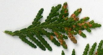 Cedar leaf blight. Photo Maine Forest Service