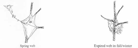 Eastern Tent Caterpillar Webbing