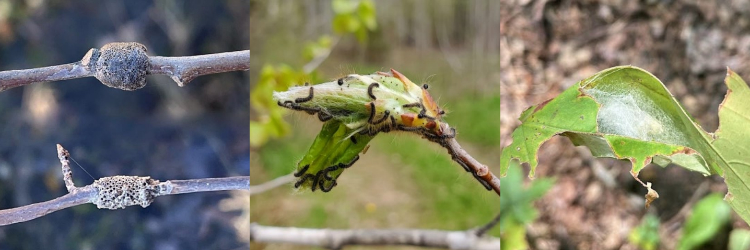 From left: Some say the white markings on a forest tent caterpillar larva look like a line of penguins or bowling pins; Larvae will often congregate together to feed; Adults are brown with a lateral band on the forewing. Photo Credits: MFS; MFS; Ben Sale, Flickr (CC BY 2.0).