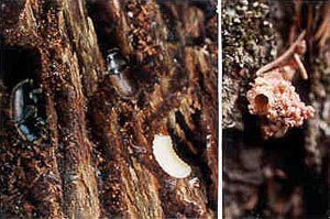 Spruce beetle larva, adults, and galleries (1.5x)&nbsp; & A pitch tube