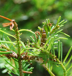 Image: A spruce budworm larva feeding on host needles. Note the presence of reddish-brown needles, missing needles, and silken webbing in between the needles. Image: K. Coluzzi, Maine Department of Agriculture, Conservation, and Forestry.