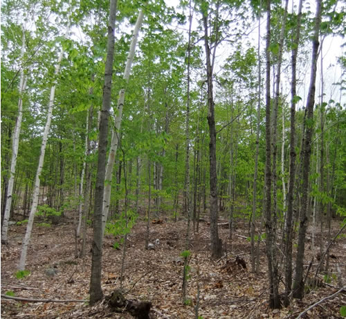 A well-managed timber harvest yields white birch, red oak, and sugar maple crop trees well-spaced after thinning and crown spacing.<br />Photo credit Andy Shultz A well-managed timber harvest yields white birch, red oak, and sugar maple crop trees well-spaced after thinning and crown spacing. Photo Andy Shultz