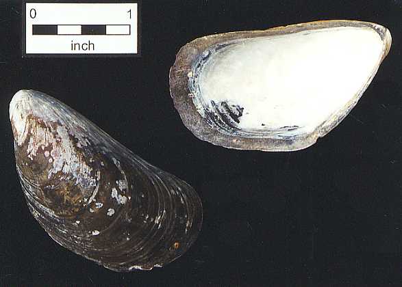 Mytilus edulis