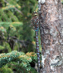 Photo: Variable darner