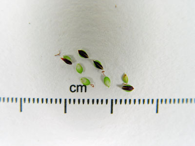 Photo: Carex bigelowii perigynia