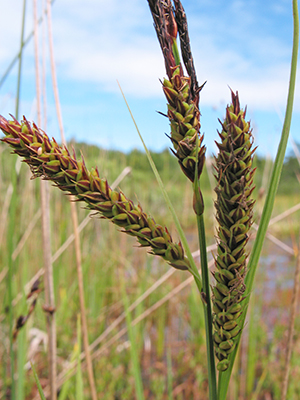 Photo: Carex vacillans