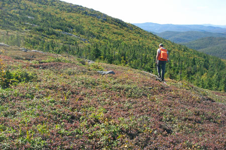 Picture of an ecologist working in Mid-elevation Bald community
