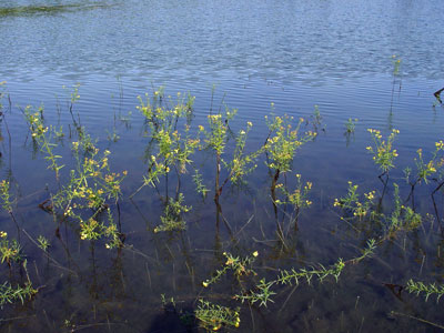 Photo: Euthamia tenuifolia growing in water