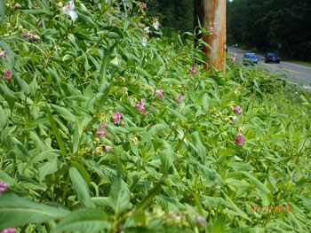 Ornamental jewelweed infestation