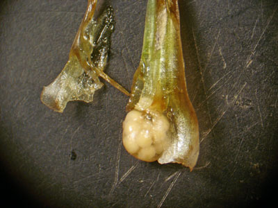 Photo: Isoetes acadiensis spores inside the widened leaf bases