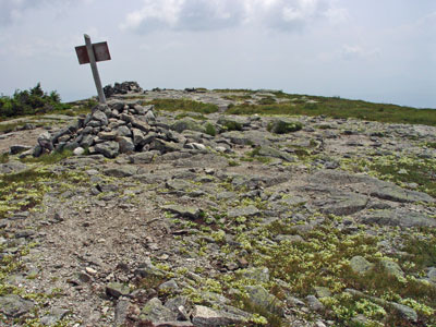 Photo: Minuartia groenlandica habitat