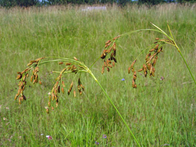 Photo: Scirpus pendulus