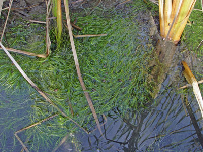 Photo: Zannichellia palustris