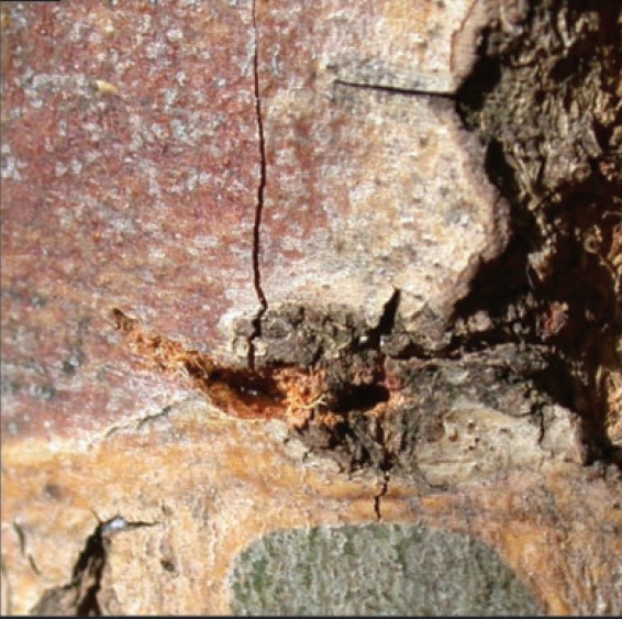 T-shaped oviposition site of CLB