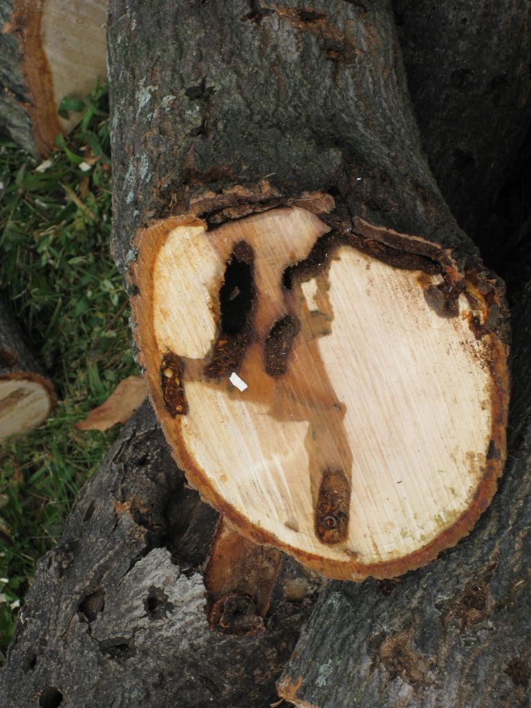 ALB tunnels and pupal chambers