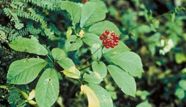Ginseng Plant