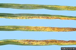 close-up of leaves infected with daylily rust