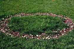 Examples of fairy ring symptoms