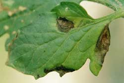 tomato leaf showing symptoms of early blight