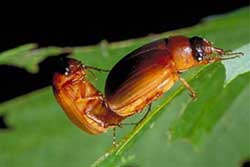 Asiatic garden beetle adults