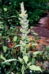 pigweed flower