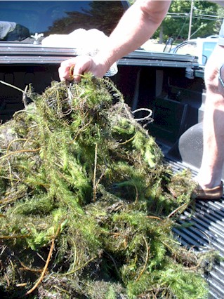 pile of milfoil in the bed of a truck