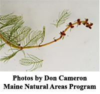 Text Box:  Photo by Don Cameron, Maine Natural Areas Program
