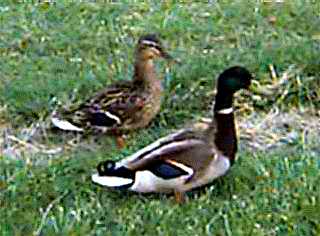 picture:  mallards