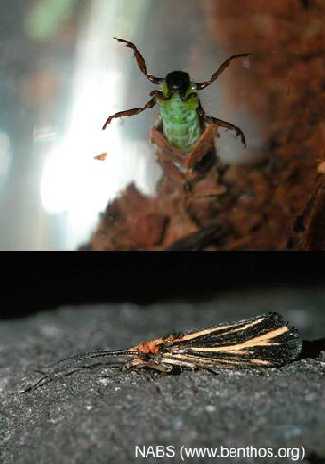 Caddisflies