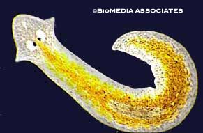 Flatworm