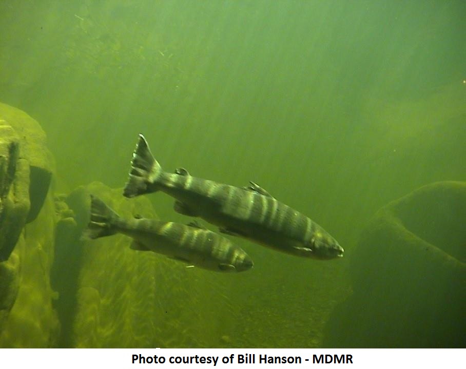 Salmon swimming
