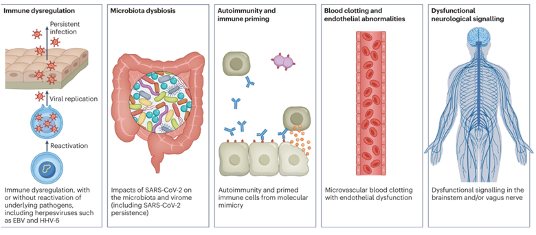 Five panels showing hypothesized mechanisms for long COVID pathogenesis. Description in caption.