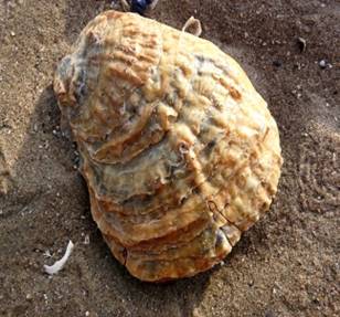 European Oysters