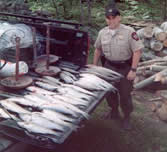 Striped Bass