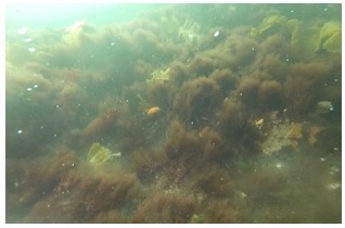 Turfing algal habitat