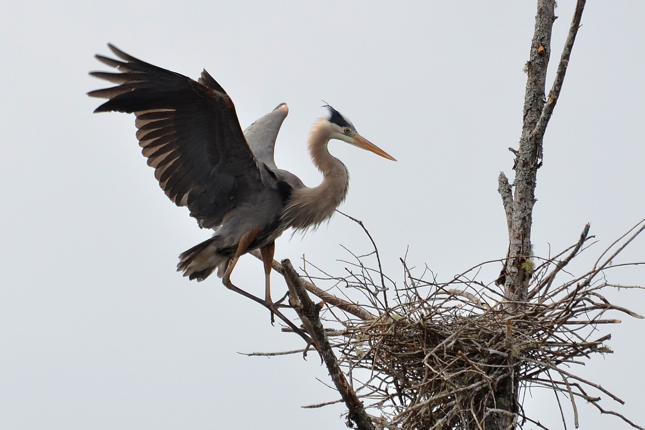 Adult Great Blue Heron at nest with wings outstretched. Photo by Gail Smith.
