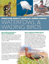 Conserving Maine's Significant Wildlife Habitat - Waterfowl & Wading Birds (PDF)