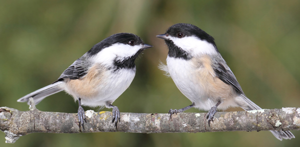 Help track Maine's priority wildlife species