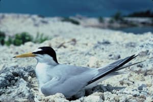 Piping Plover and Least Terns Nesting Sites